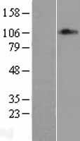 TRAP100 (MED24) Human Over-expression Lysate