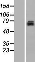 TMEM24 (C2CD2L) Human Over-expression Lysate