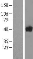 SCRN1 Human Over-expression Lysate