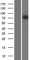 TMCC2 Human Over-expression Lysate