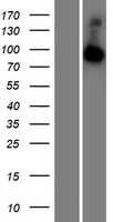 RABGAP1L Human Over-expression Lysate