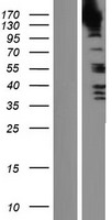 SRGAP3 Human Over-expression Lysate