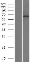 KBTBD11 Human Over-expression Lysate