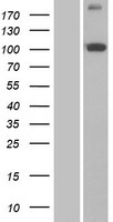 PITRM1 Human Over-expression Lysate