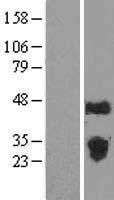 FAM3C Human Over-expression Lysate