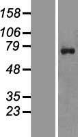 ZNF652 Human Over-expression Lysate