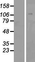 ZNF507 Human Over-expression Lysate