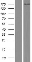 KPI2 (LMTK2) Human Over-expression Lysate