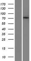 ZBTB1 Human Over-expression Lysate