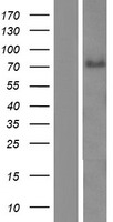 ABLIM3 Human Over-expression Lysate