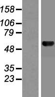 MON1B Human Over-expression Lysate
