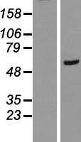 RAB11 FIP2 (RAB11FIP2) Human Over-expression Lysate