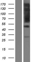 RIPX (RUFY3) Human Over-expression Lysate