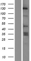 MAPKBP1 Human Over-expression Lysate