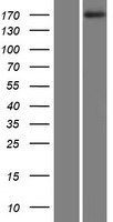 MAST1 Human Over-expression Lysate