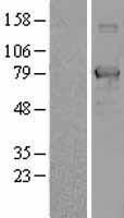 Transcription factor 25 (TCF25) Human Over-expression Lysate