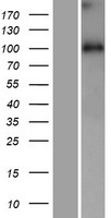 WDR47 Human Over-expression Lysate