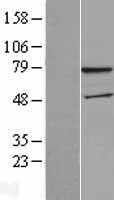 WDTC1 Human Over-expression Lysate