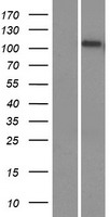 KIAA0090 (EMC1) Human Over-expression Lysate