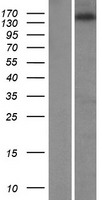 ZNF609 Human Over-expression Lysate