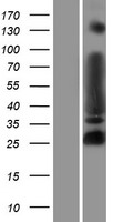 MYT1L Human Over-expression Lysate