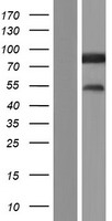 AVL9 Human Over-expression Lysate