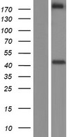 Neurexin II alpha (NRXN2) Human Over-expression Lysate