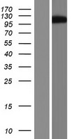GRAF (ARHGAP26) Human Over-expression Lysate
