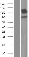 SLC8A2 Human Over-expression Lysate