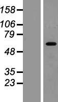HIC2 Human Over-expression Lysate