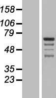 GRAMD4 Human Over-expression Lysate