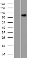 LRCH1 Human Over-expression Lysate