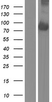 EFR3A Human Over-expression Lysate
