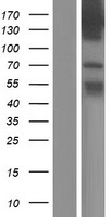 TBC1D9 Human Over-expression Lysate