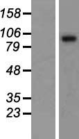 Sulfatase 1 (SULF1) Human Over-expression Lysate
