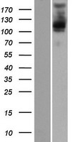 PLEKHM2 Human Over-expression Lysate