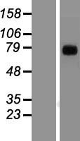 TRIM9 Human Over-expression Lysate