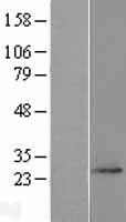 FAM168A Human Over-expression Lysate