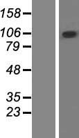 ZCCHC14 Human Over-expression Lysate