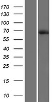 DTX4 Human Over-expression Lysate