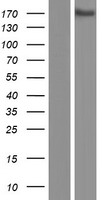TMEM131L (KIAA0922) Human Over-expression Lysate
