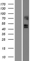 Arg 3.1 (ARC) Human Over-expression Lysate