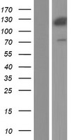 ANKS1A Human Over-expression Lysate