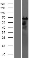 CSTF2T Human Over-expression Lysate