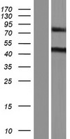 MTUS2 Human Over-expression Lysate