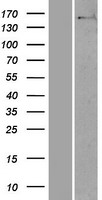 NUP160 Human Over-expression Lysate
