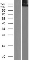 KIAA0664 (CLUH) Human Over-expression Lysate