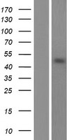 POFUT2 Human Over-expression Lysate
