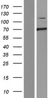 CLEC16A Human Over-expression Lysate
