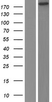 DNMBP Human Over-expression Lysate